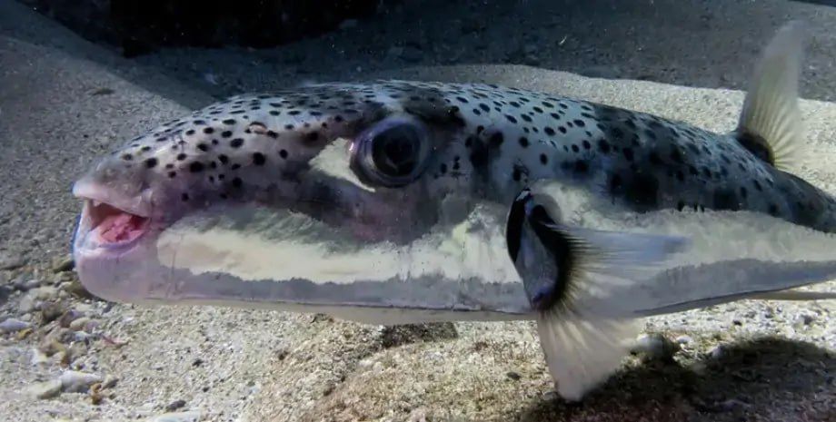 � ������ ���� �������� ���������� ������� ����������� ���� � ���������� ������������