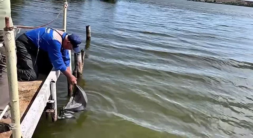 ���������� ���� �������� ������������ �����, �������� ����� 5 ��� ������� �����, ������, ����, ������, ������������ � ������ �����