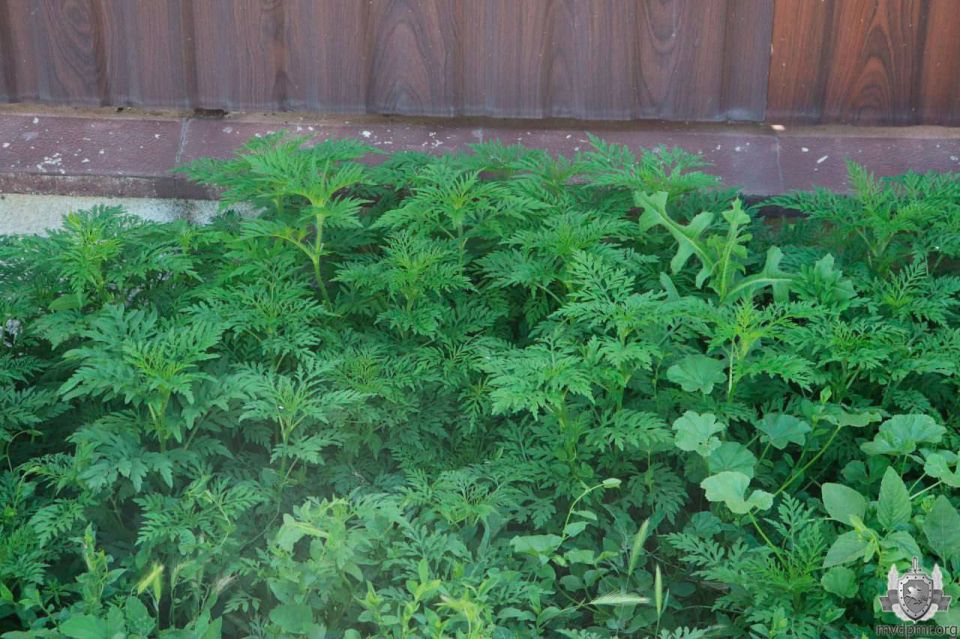 � ������������� ������������ ������ ���������