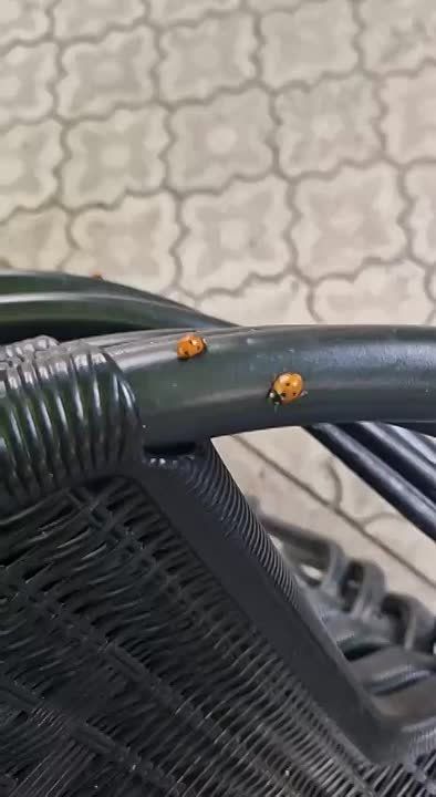 � ��������� ��������� ��������-��������