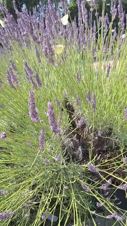 ��������� ������� � ������ ������� 4, 5 � 6 ����