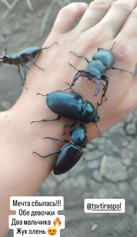 ��������������� ������� ���������� ������ �����-������