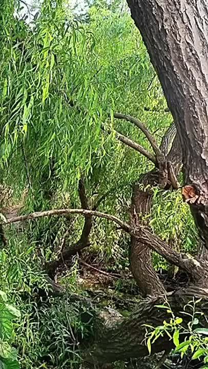 �������� ����� �� ����� ���������� � ���, ��� ����� � ������ ��������� �� 13-� ������ �� ������� ��������