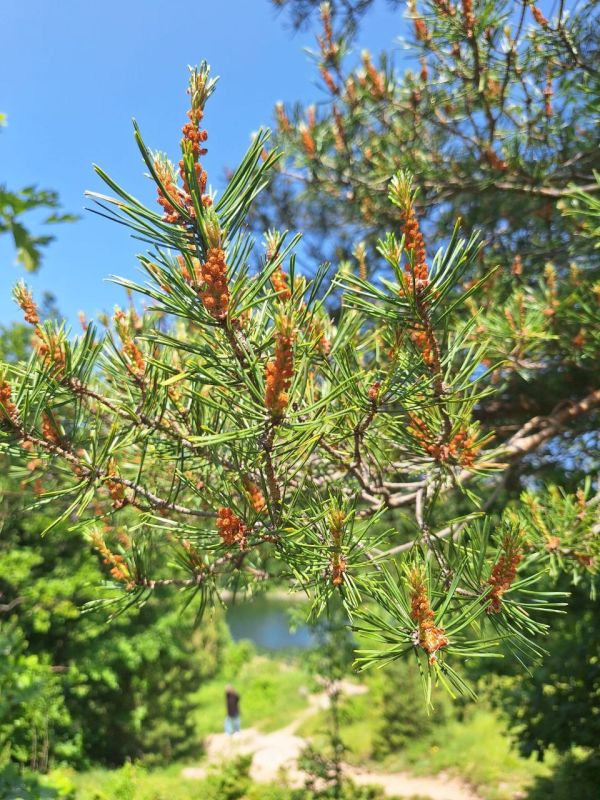 ��� �������� ��������� ����� �� ����� �� � ��, ������, 2 ����, ��������� ���������� ����������, ��� �������