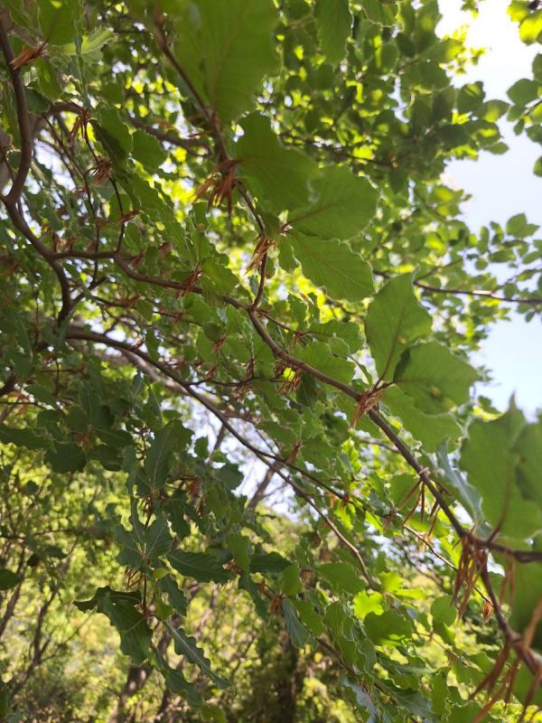 ��� �������� ��������� ����� �� ����� �� � ��, ������, 3 ����, ��������� ������������ ������, ��� �������