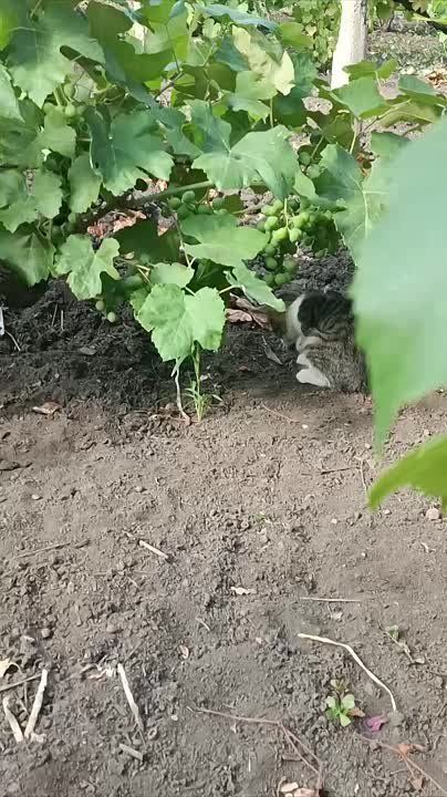 ��������������� ���� ���� � ���� �� ����������� �������� � ������ �������� �� �����