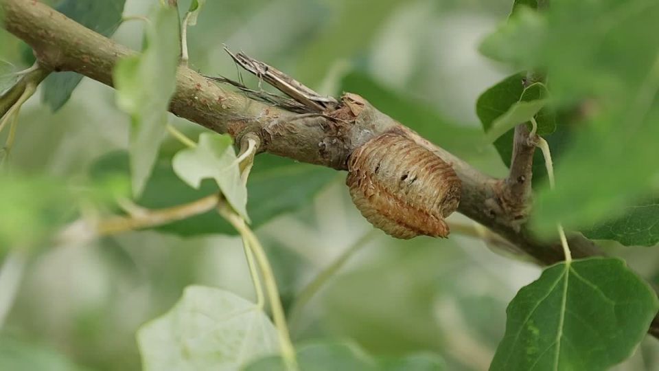 �����, ��� �� ������ ������, ������� �� ������ � ���������