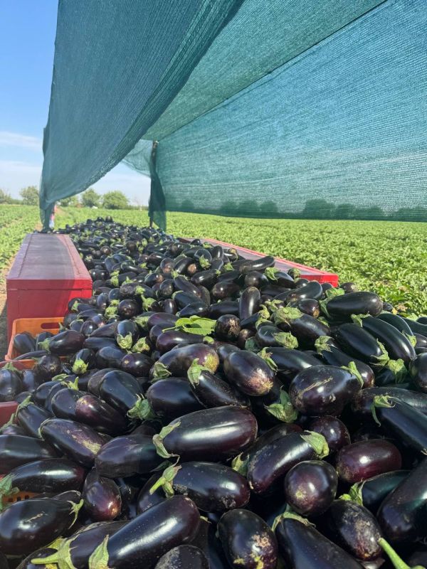 � ������������� �������� ������ ���������