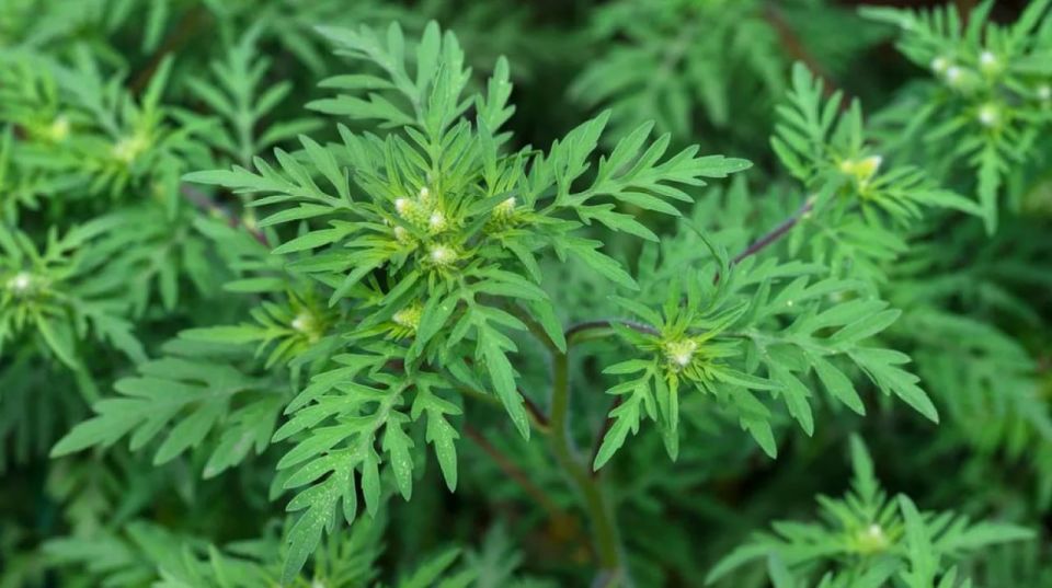 ������� ��� �������� 276 ���������� �� ����������� ��������