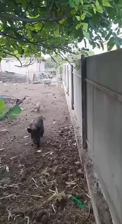              ,   