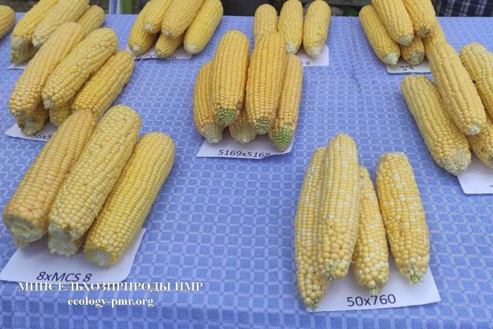 ������ ��� ������ ���� ������������ ��������