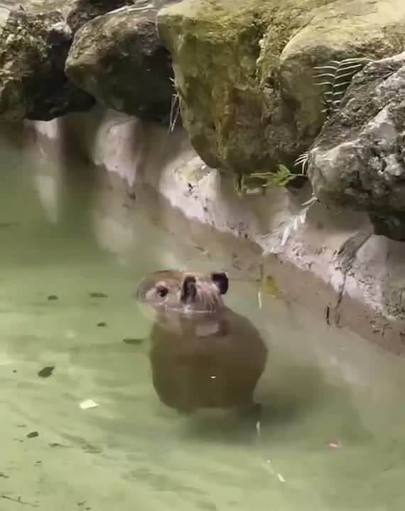  ,   ....    !     .     ,  ?   ,      