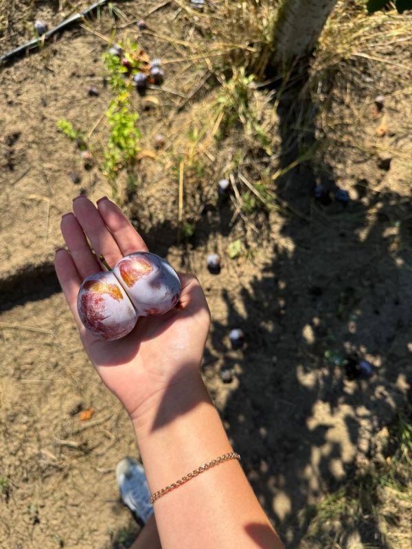 �����-��������� � �� �������� � ���� ����