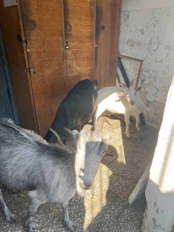 ���� �����, ������ ����� � ��� ������