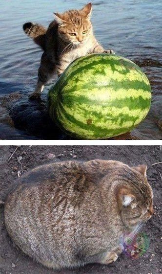 ������ � � �: ����� ������������� �� ��������� ����������