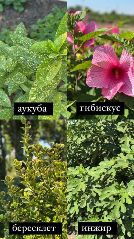 ��� �������� ����� ��������� �� ����� ������