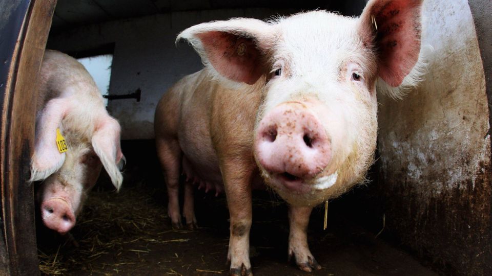 ���� ������ ���������� ��������������� ���������� ���