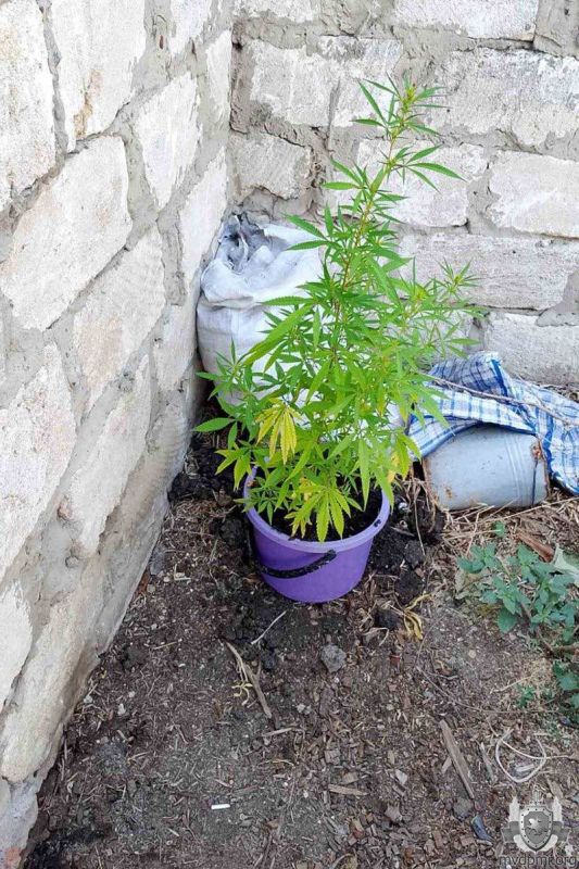 Не тот огород: в селе под Григориополем нашли плантацию конопли