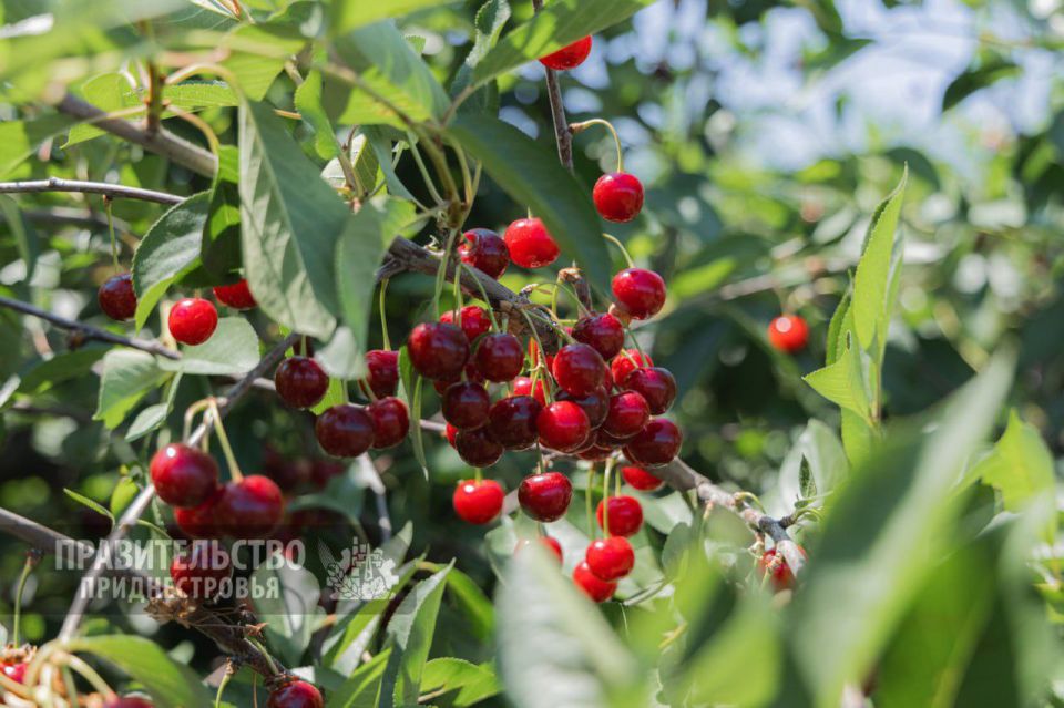 � ������������� ������������ ��������� ��������