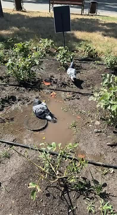      ,  
