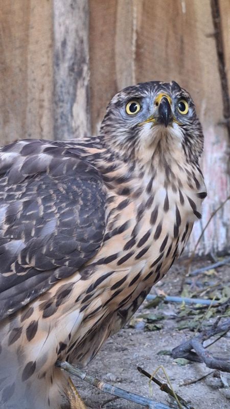 � ���� �������� ���������� � ��������� �������: