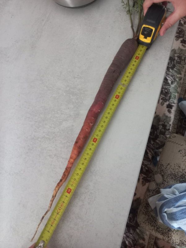 ���������� ���������� � ���� ���������� 40-������������� ���������, ������� ��������� �� ���� �������