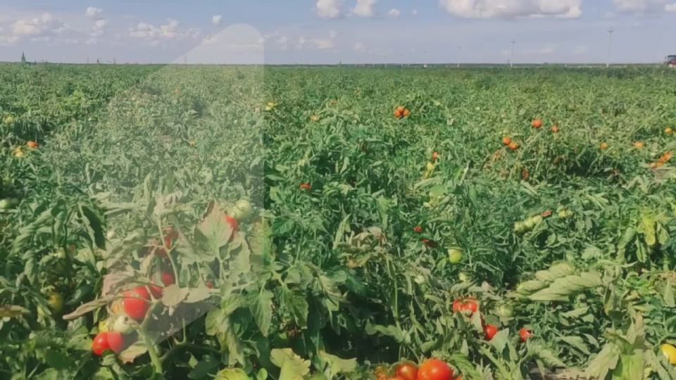 Бесконечно долго можно смотреть на воду, огонь и то, как собирают урожай на полях приднестровского итальянца Роберто Гуардигли