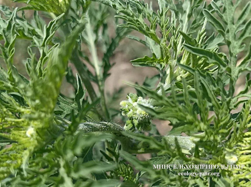 ����������������� ��� ����� ������������� ����� ������ � ���������