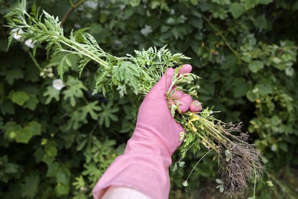 � ���� ���� �������� ����� ������� ������