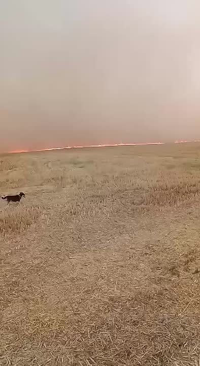 В Дубоссарах горит поле, огонь движется в сторону парников на Лунге