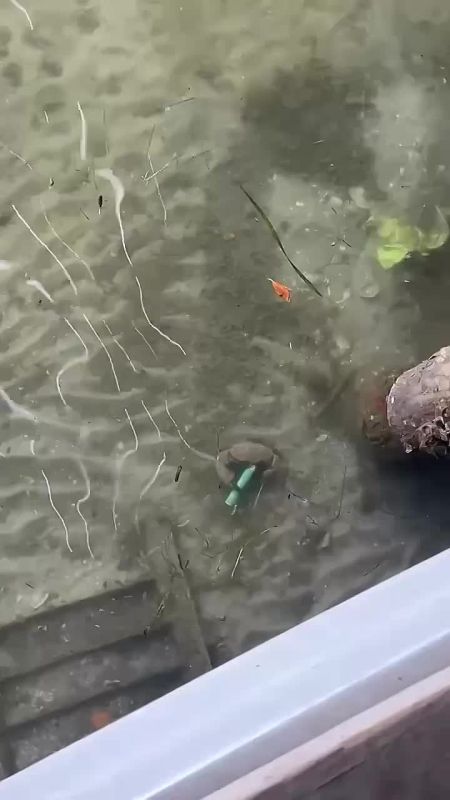 ������ ����������, ������ ����, ������� ����� ���������