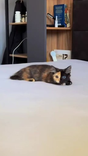     :         ,     