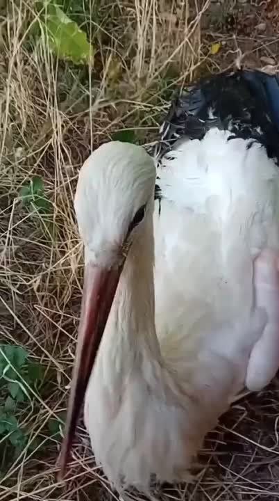   ( )   