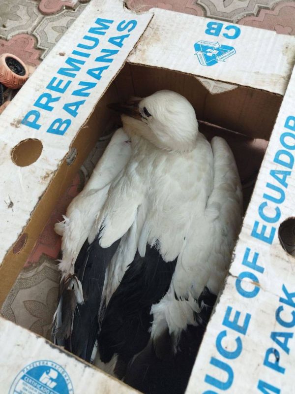 ������� ���� ��� � ���������