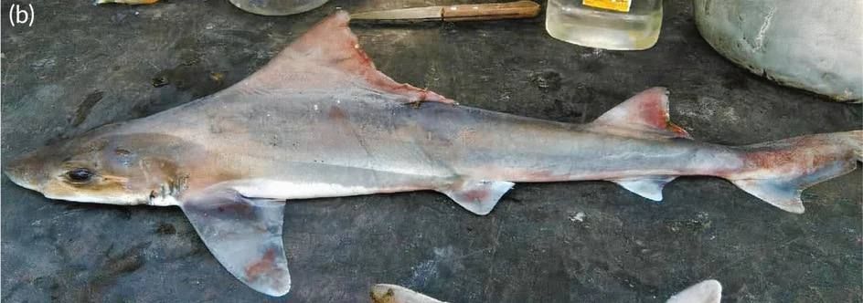 � �����-����� ������ ���������� ������ �����-�������� ������ 50 ���: