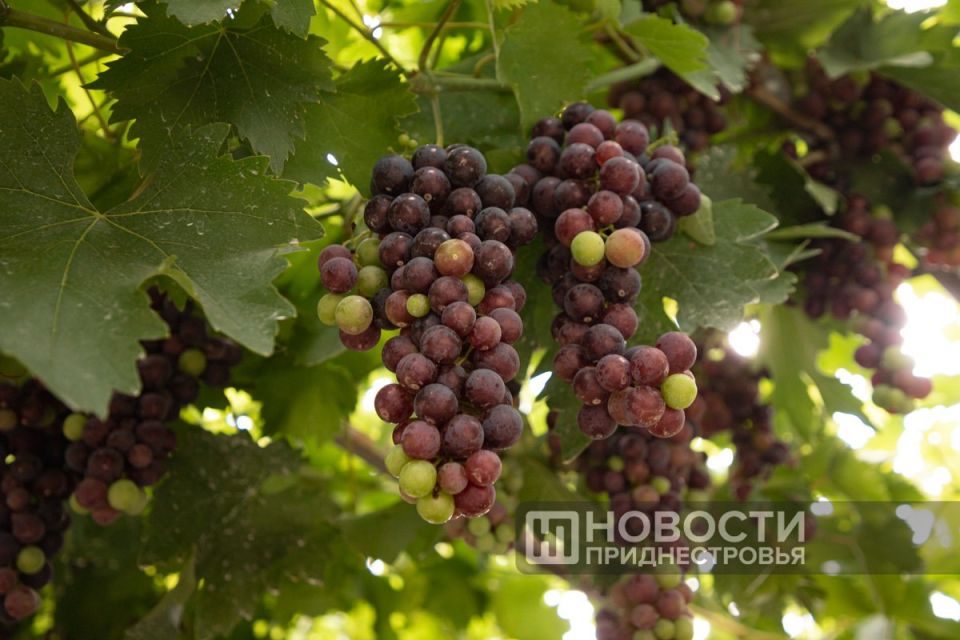 � ������������� ��� ������� �������� ���� ���������