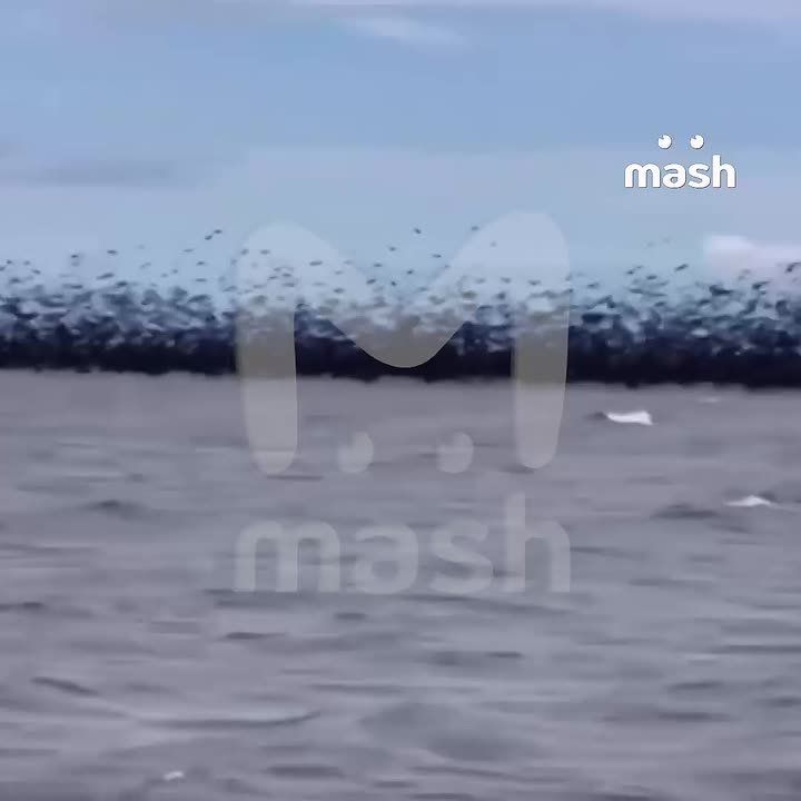           ,    ,      