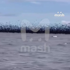           ,    ,      