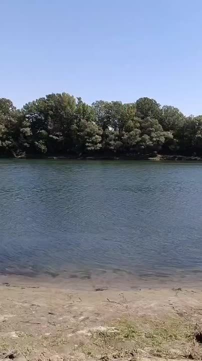 Мама-свин с поросятами пришли на пикник к отдыхающим у Днестра в Дубоссарском районе