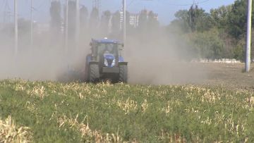 Амброзию, которая цветёт на скошенном кукурузном поле в Тирасполе за Околицей, уничтожают трактором