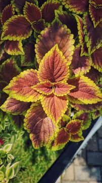 Краски начинающейся осени