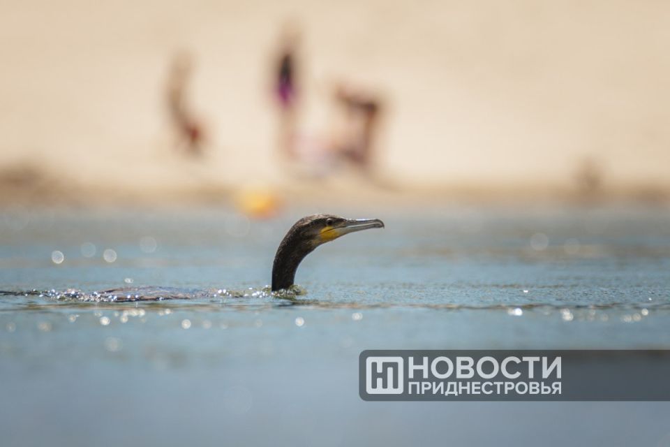 ������ ��� ����� ��������. ����������� ������� ���� �� 2 ������� ���� ����������� �����