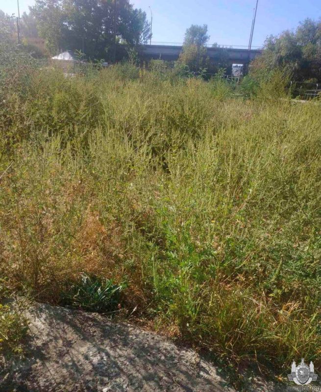 Амброзия у роллердрома в Рыбнице: порядок навели