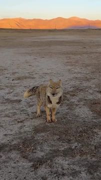 Редчайшую тибетскую лису поймал в объектив камеры фотограф Питер Ян — это уникальный случай, ведь зверь ведёт крайне скрытный образ жизни