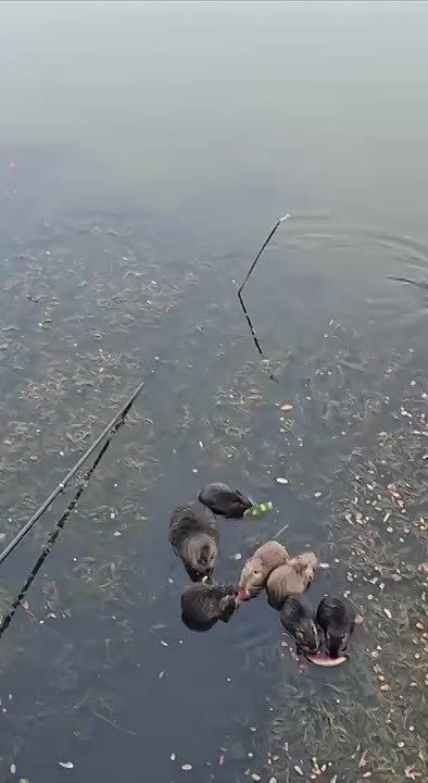 ������ ������ ��������� �� ������, �� �������� �� ������ �� ����� ����� � ���������������� ������