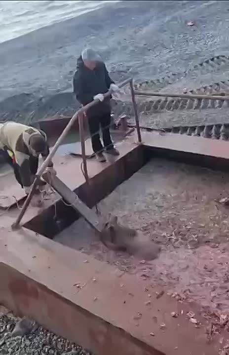 На Камчатке медвежонок хотел съесть рыбку, но случайно упал в резервуар с рыбными отходами