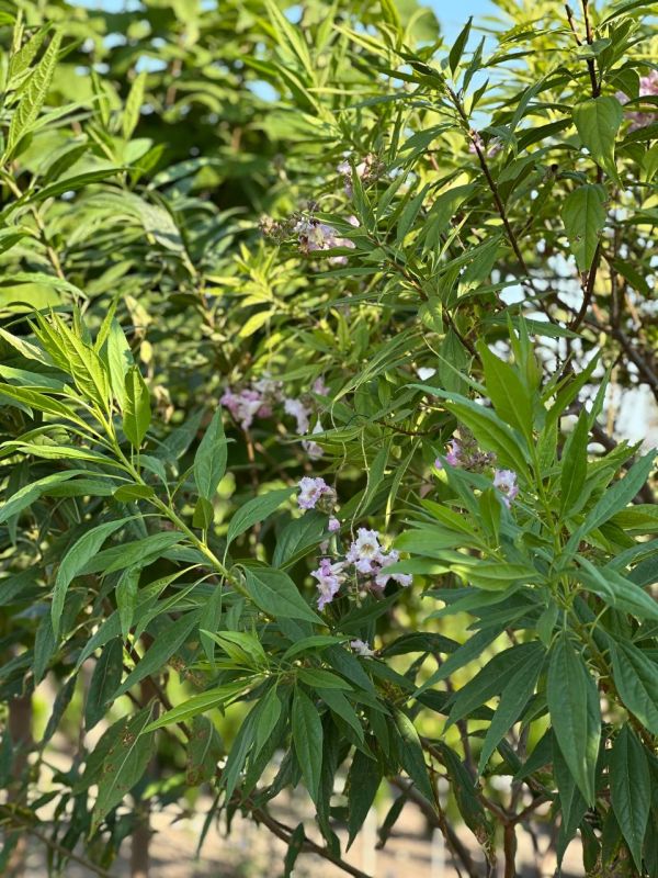   .       ,          :