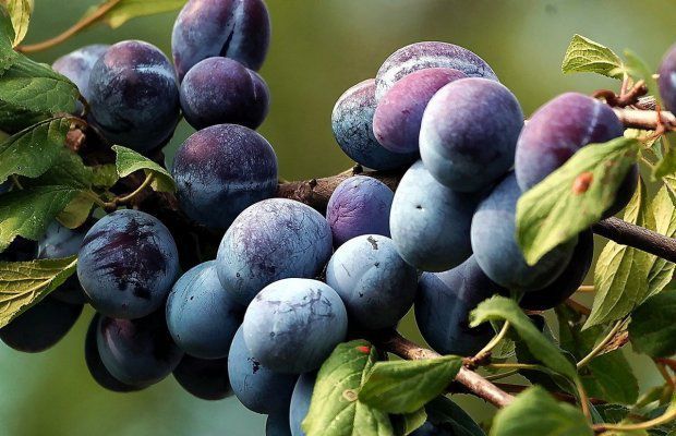 � ������ ������ ����� ��������� ���� �� �������