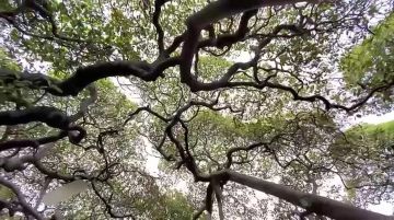 В Бразилии растёт гигантское дерево кешью — оно раскинулось аж на 8500 м и со стороны кажется, что это целый лес