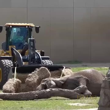 В США проделали операцию по подъему 43-летней слонихи на ноги с помощью трактора: